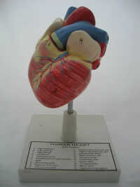 Human Heart Model - Application: Medical