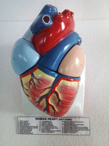 Human Heart Model