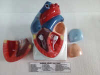 Human Heart Model