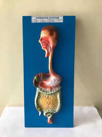 Digestive System Model - Application: Medical