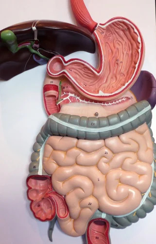 Digestive System Model