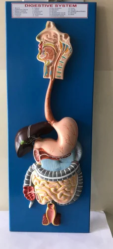 Digestive System Model