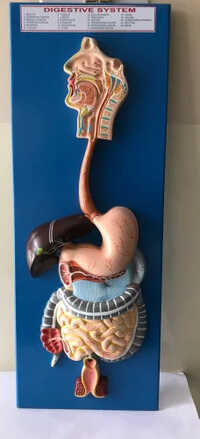 Digestive System Model