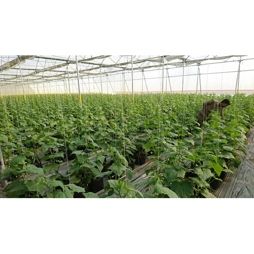 Cucumber Polyhouse Structure - Features: Eco Friendly