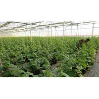 Cucumber Polyhouse Structure - Features: Eco Friendly