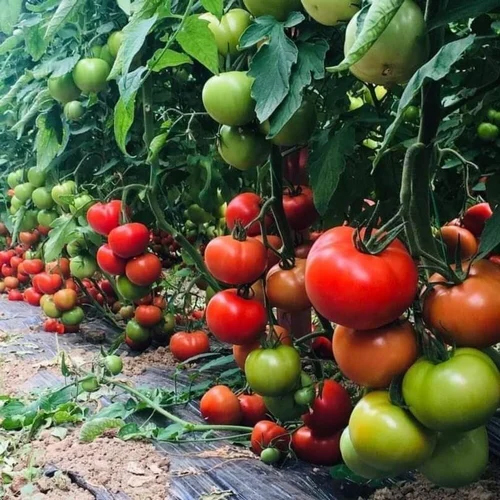 Tomato Polyhouse Structure - Features: Eco Friendly