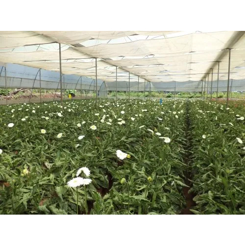 Agriculture Farming Polyhouse - Base Material: Galvanized Iron