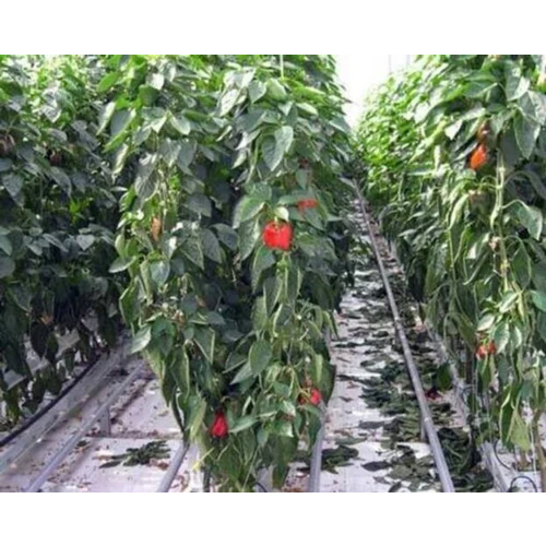 Red Capsicum Polyhouse - Features: Durable