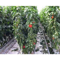 Red Capsicum Polyhouse - Features: Durable