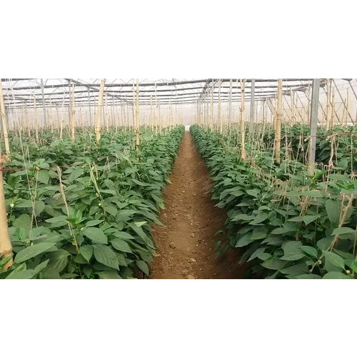 Green Capsicum Polyhouse - Features: Durable