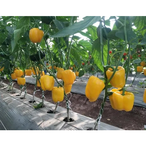 Yellow Capsicum Polyhouse - Features: Durable