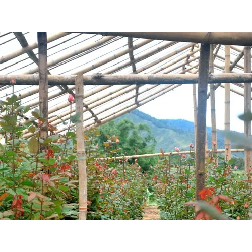 Wooden Structure Polyhouse - Features: Eco Friendly