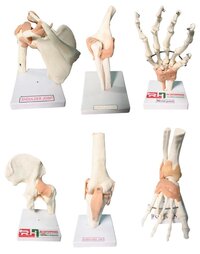 6 Joint Model - Color: White