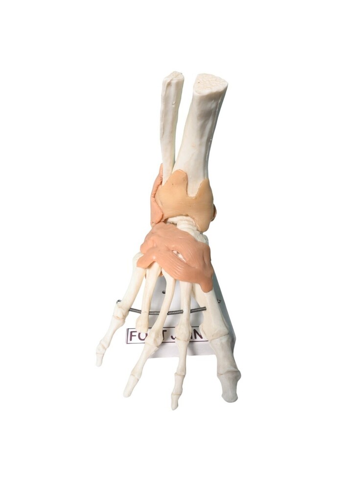 6 Joint Model - Color: White