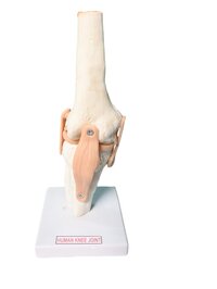 6 JOINT MODEL