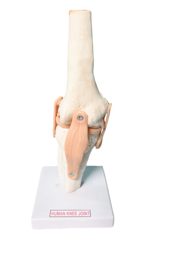 6 Joint Model - Color: White