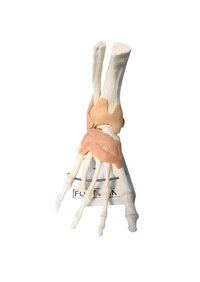 6 JOINT MODEL