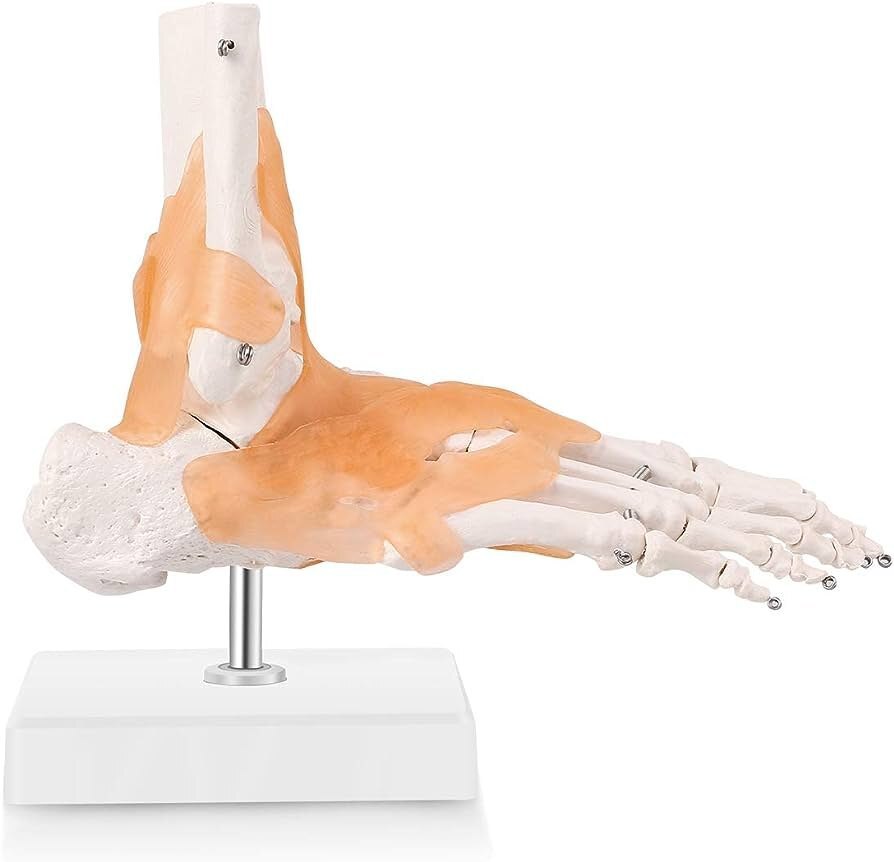 6 Joint Model - Color: White