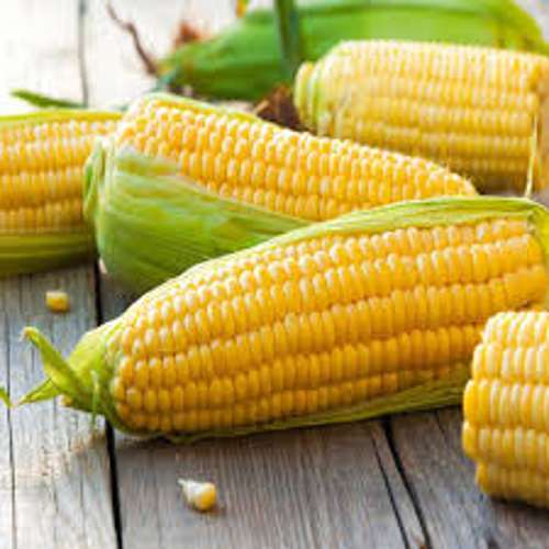 Sweet Corn - Color: Yellow