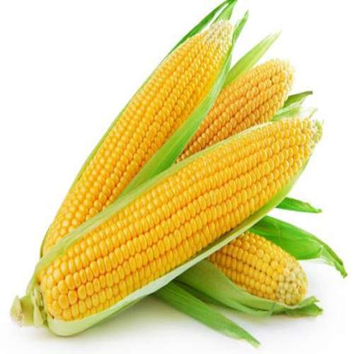 Sweet Corn - Color: Yellow