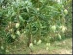 एरोनॉटिक प्लांट्स ग्रोवर & कंसल्टेंट्स