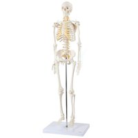 skeleton model
