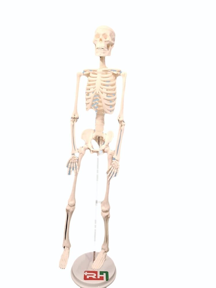 Skeleton Model - Color: White
