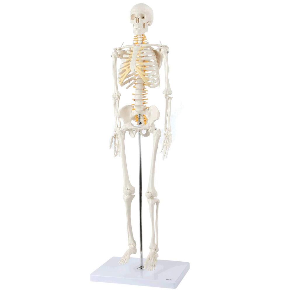Skeleton Model - Color: White