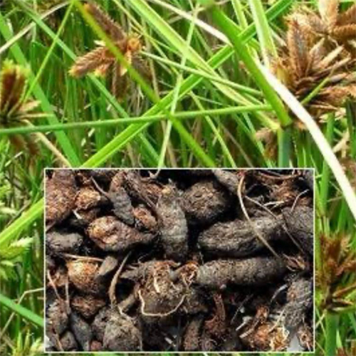Nagarmotha Cypriol Oil - Age Group: All Age Group