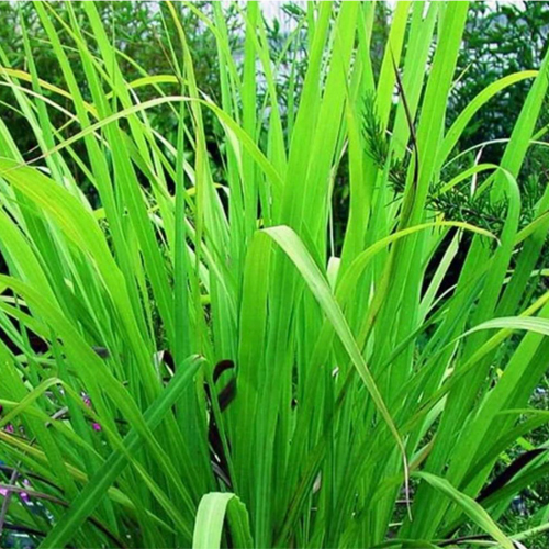 Gingergrass Oil - Age Group: All Age Group