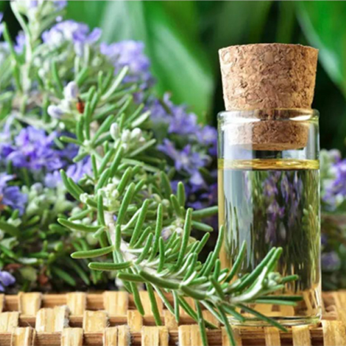 Rosemary Oil - Age Group: All Age Group