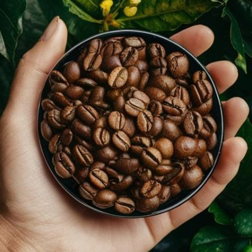 Roasted Coffee Beans - Cultivation Type: Organic