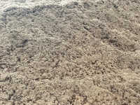 Mixed Wood Dry Boiler Sawdust Powder