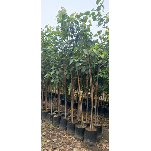 Peepal Plant - Color: Green