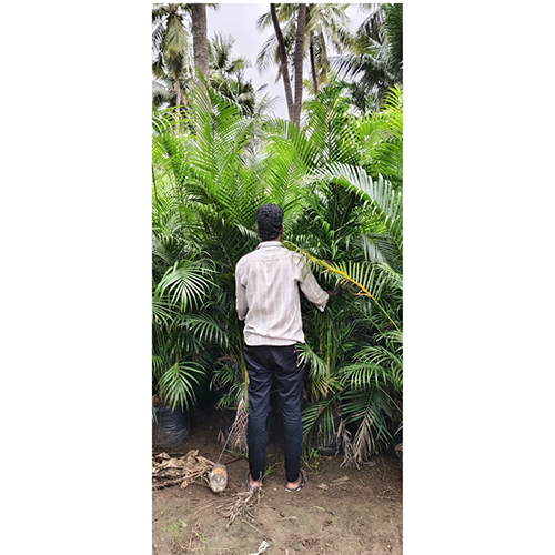 Ornamental Plants