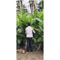 Ornamental Plants - Color: Green