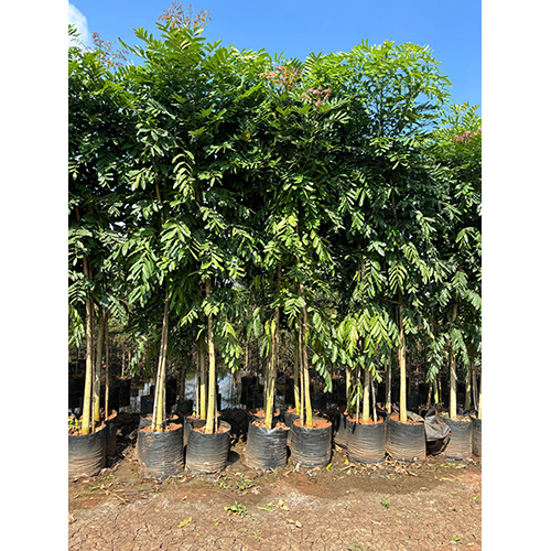 Kaya Plant