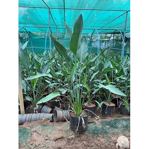 Indoor Plants - Color: Green