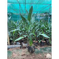 Indoor Plants