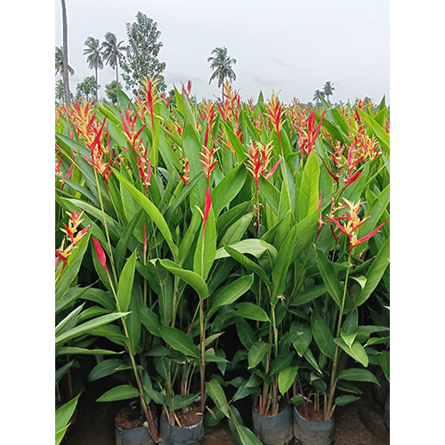 Heliconia Plants - Color: Green