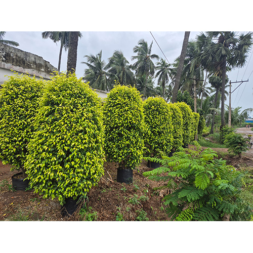 Ficus Plants - Color: Green