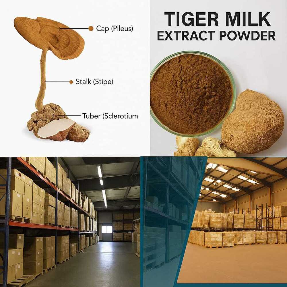 tiger milk mushroom extract powder