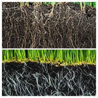 Vesicular Arbuscular Mycorrhiza Premium - Application: Agriculture