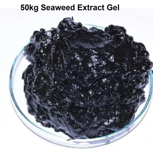 Black Seaweed Extract Gel
