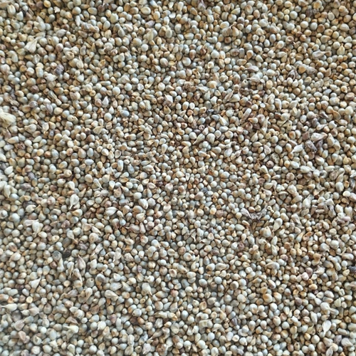 Bajra (Pearl Millet) - Feature: Gluten-Free