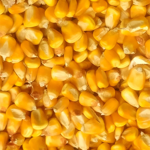 Yellow Maize - Feature: Gluten-Free