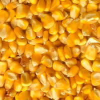 Yellow Maize