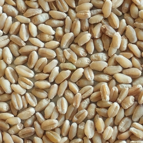 Wheat Grain - Feature: Gluten-Free