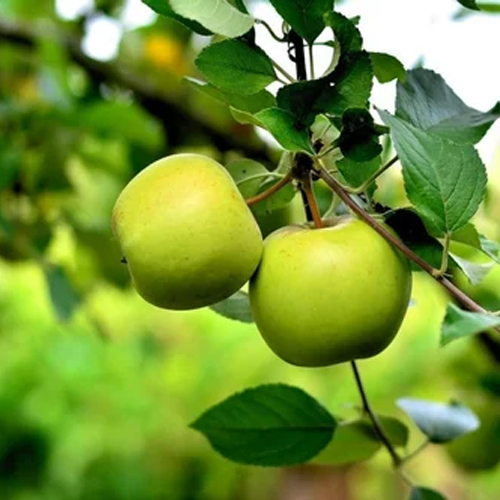 Fresh Green Apple Fruit