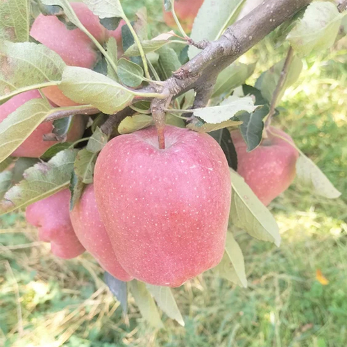 Red Kashmiri Apple